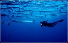 Scuba in France (2005) with Laurent Kbaier